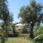 Camping Quinta Da Cerejeira - Bild 14 Camping Quinta Da Cerejeira - Bild 14