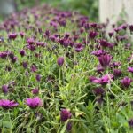 Camping Quinta Da Cerejeira - Bild 7 Camping Quinta Da Cerejeira - Bild 7