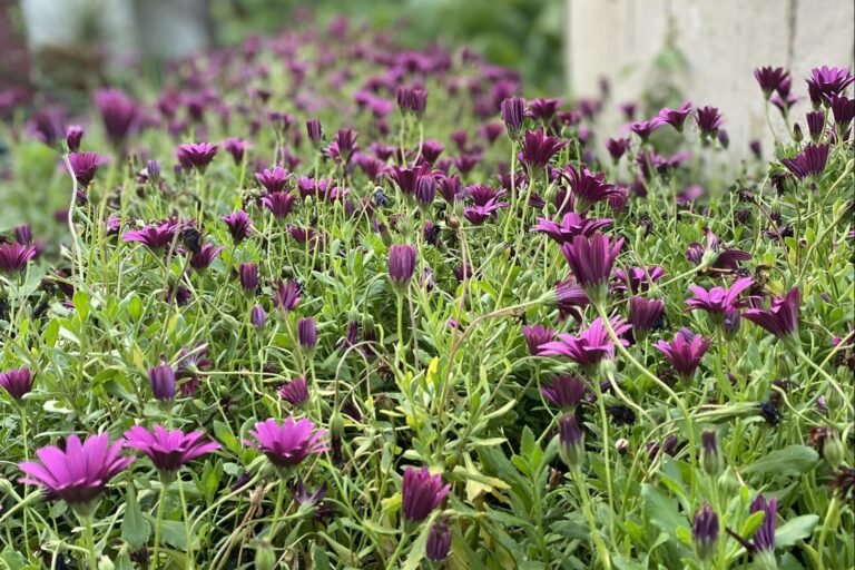 Camping Quinta Da Cerejeira - Bild 7 Camping Quinta Da Cerejeira - Bild 7