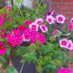 Camping Roderveld - Bild 9