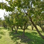 Camping Sagone - Bild 5