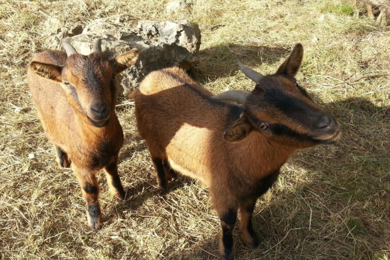 Camping Saint Sauvayre - Bild 11