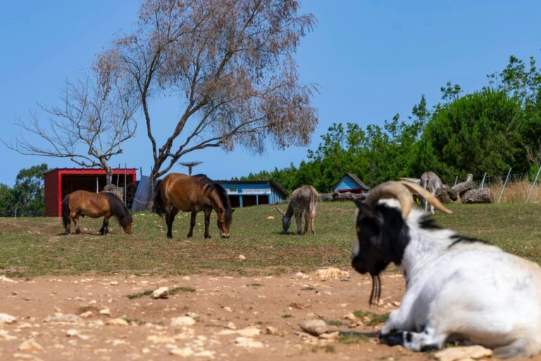 Camping Sandaya Séquoia Parc - Bild 20