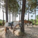 Camping Sandaya Soustons Village - Bild 16 Camping Sandaya Soustons Village - Bild 16