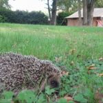 Camping Sauxillanges L'eau Mère - Bild 10