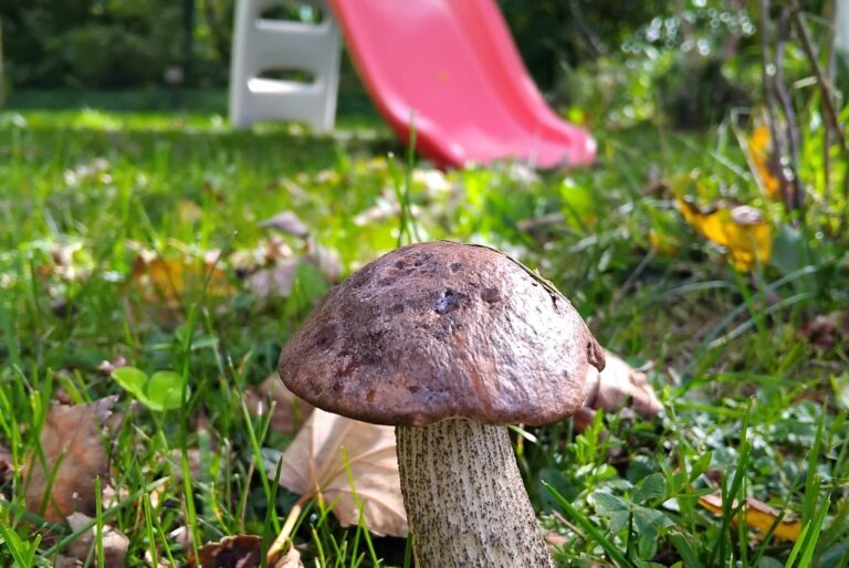 Camping Sauxillanges L'eau Mère - Bild 16