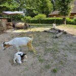 Camping Seasonova L'étang De La Vallée - Bild 7