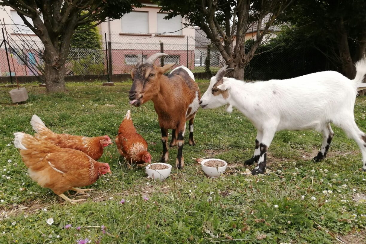 Camping Seasonova Les Portes De L'alsace - Bild 8 Camping Seasonova Les Portes De L'alsace - Bild 8