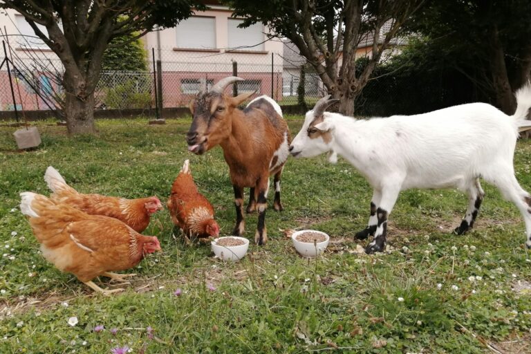 Camping Seasonova Les Portes De L'alsace - Bild 8 Camping Seasonova Les Portes De L'alsace - Bild 8