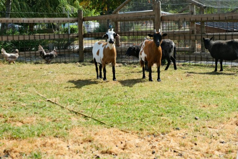 Camping Seasonova Saint-michel - Bild 10