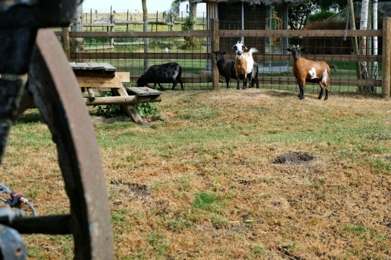 Camping Seasonova Saint-michel - Bild 9