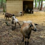 Camping Sunêlia Le Petit Bois - Bild 18 Camping Sunêlia Le Petit Bois - Bild 18