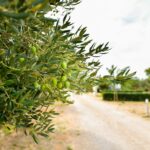 Camping Ugljan Resort - Bild 13 Camping Ugljan Resort - Bild 13