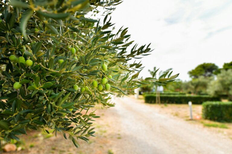 Camping Ugljan Resort - Bild 13 Camping Ugljan Resort - Bild 13