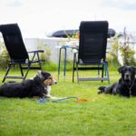 Camping Waddenzee - Bild 8