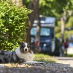 Camping Zelena Laguna - Bild 3