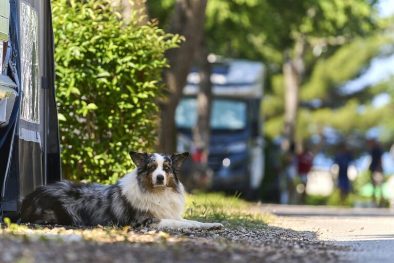 Camping Zelena Laguna - Bild 3