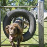 Camping 't Schinkel - Bild 12 Camping 't Schinkel - Bild 12