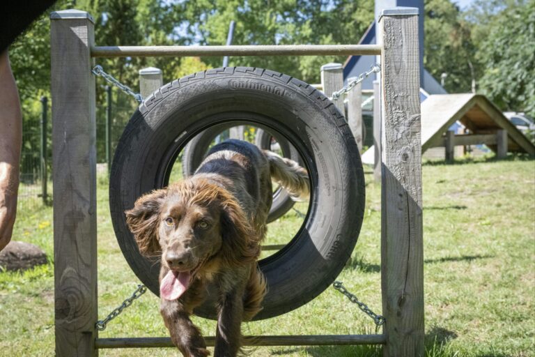 Camping 't Schinkel - Bild 12 Camping 't Schinkel - Bild 12