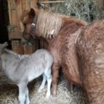 Campingpark Buntspecht - Bild 10