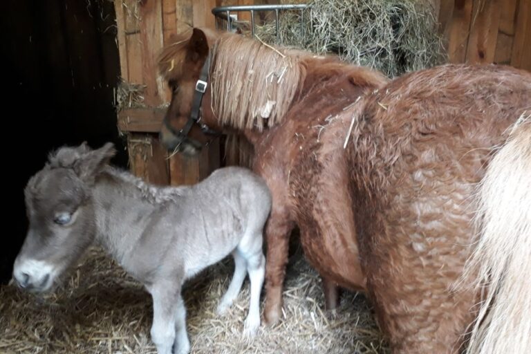 Campingpark Buntspecht - Bild 10