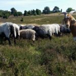 Campingplatz Auf Dem Simpel - Bild 16