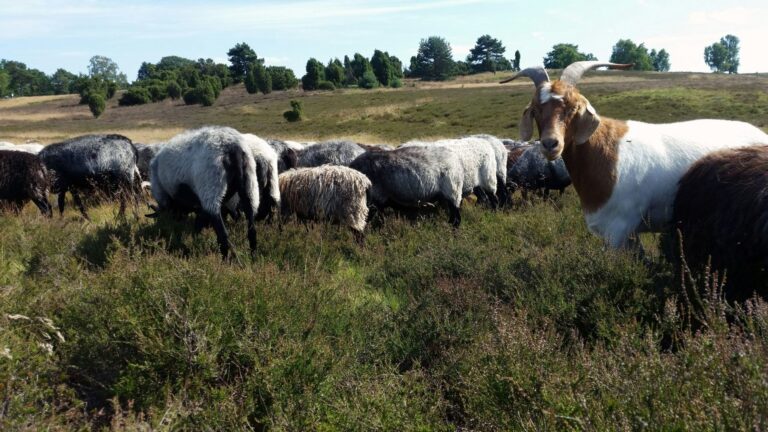 Campingplatz Auf Dem Simpel - Bild 16