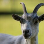 Castel Camping Le Château De Poinsouze - Bild 9