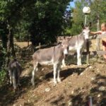 Centro Vacanze San Marino - Bild 19