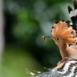 Château De Lacomté Country Club - Bild 18