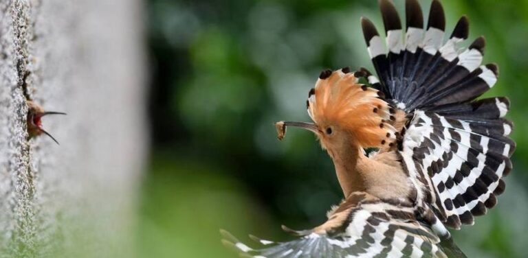 Château De Lacomté Country Club - Bild 18
