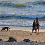 Dancamps Holmsland - Bild 10