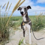 Dancamps Nordsø - Bild 12