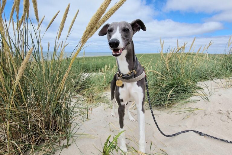 Dancamps Nordsø - Bild 12