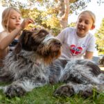 Dcu-camping Rønne Strand - Galløkken - Bild 7