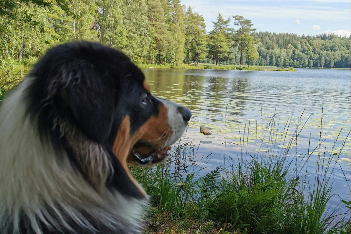 Degernäs Camping - Bild 13 Degernäs Camping - Bild 13