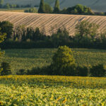 Domaine Aramis - Bild 19 Domaine Aramis - Bild 19