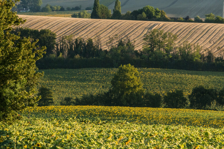 Domaine Aramis - Bild 19 Domaine Aramis - Bild 19