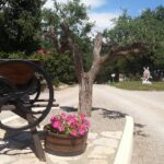 Domaine De La Cigalière - Bild 4