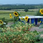 Domaine Des Cadets De Gascogne - Bild 5