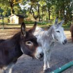 Domein De Schuur - Bild 8 Domein De Schuur - Bild 8