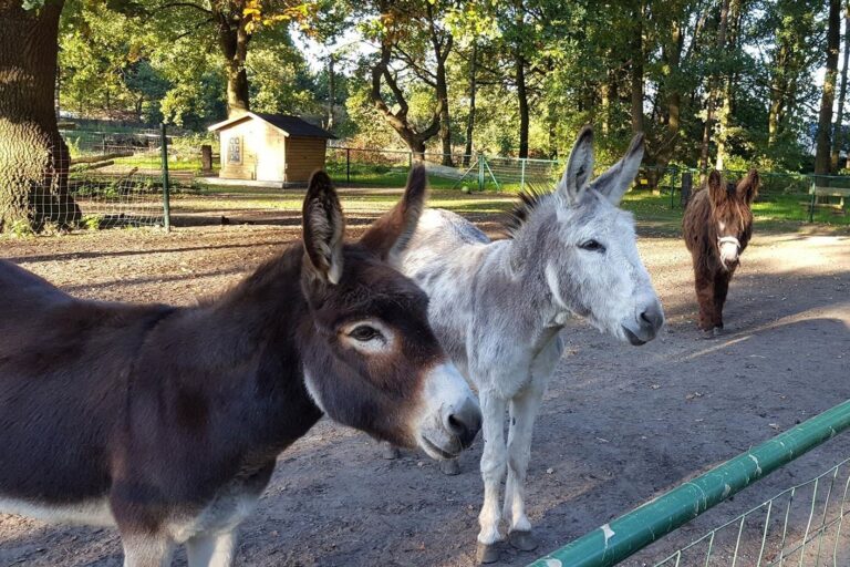 Domein De Schuur - Bild 8 Domein De Schuur - Bild 8