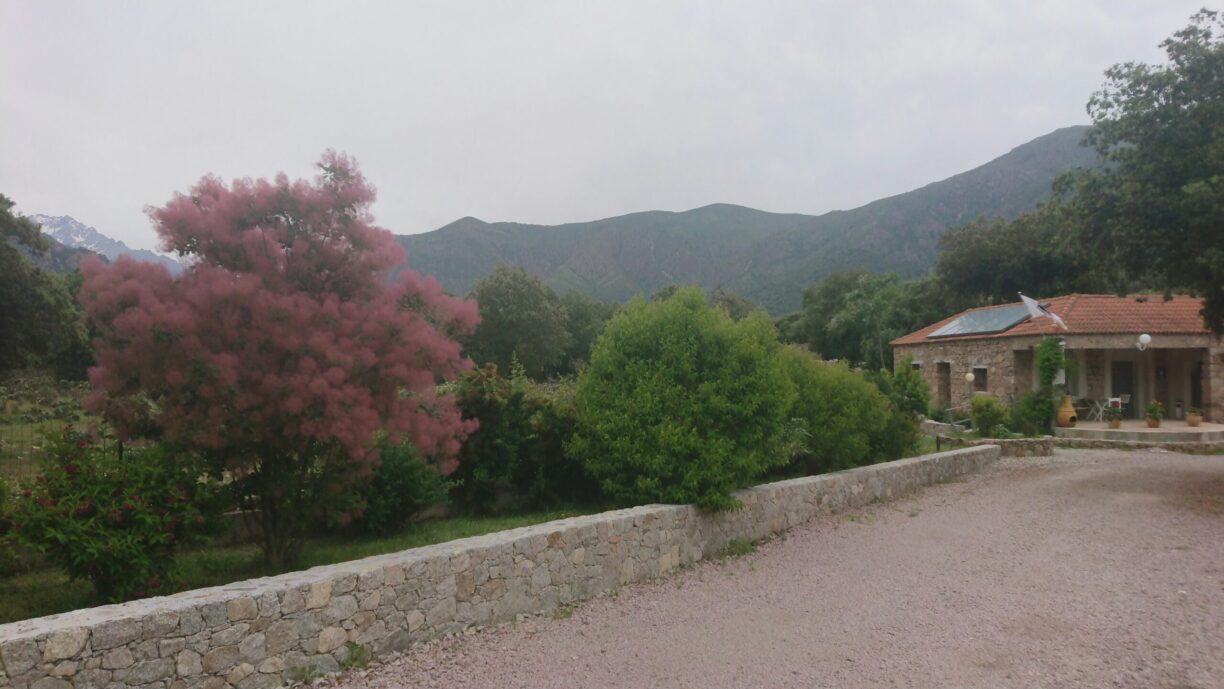 E Canicce - Bild 2 E Canicce - Bild 2