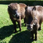 Eco-camping La Porte D'autan - Bild 12