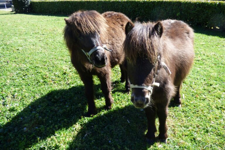 Eco-camping La Porte D'autan - Bild 12