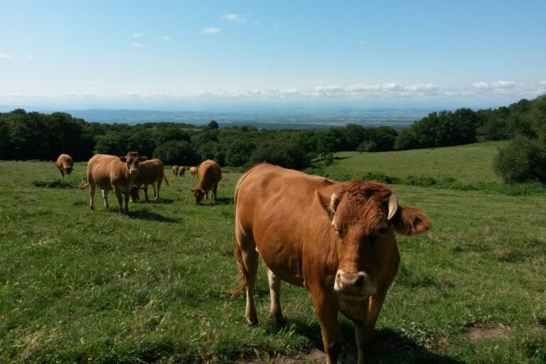 Eco-camping La Porte D'autan - Bild 13