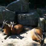 Europarcs De Achterhoek - Bild 18