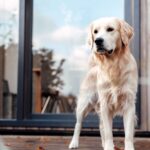 Europarcs Zilverstrand - Bild 7