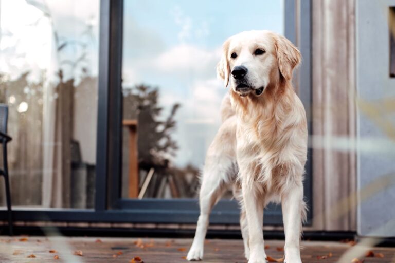 Europarcs Zilverstrand - Bild 7