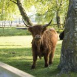 Falsterbo Camping Resort - Bild 15